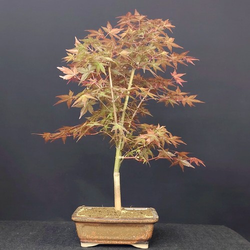 Bonsai acero beni maiko acer - beni,