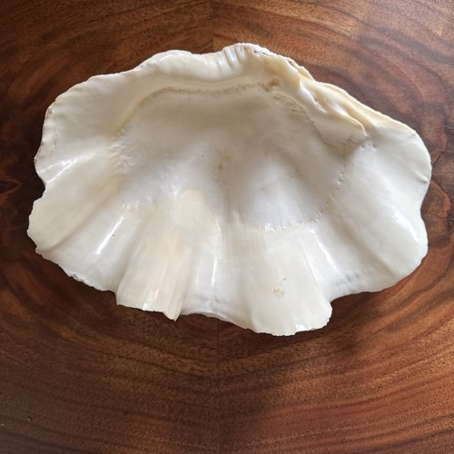 Tridacna gigas gigante clam - xl,