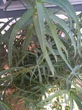 Foglie Aloe Arborescens Per