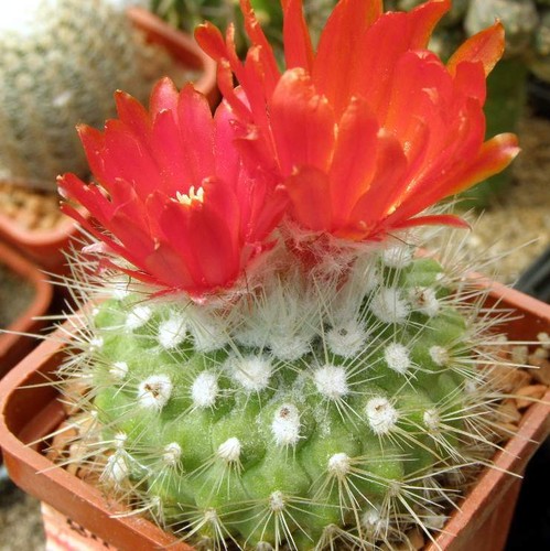 Notocactus parodia nivosa semi - notocactus,parodia, nivosa,semi