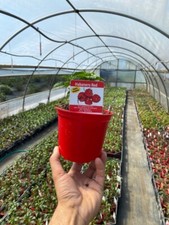 NON DISPONIBILE PIANTA