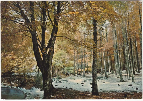 Gambarie aspromonte reggio - gambarie, d'aspromonte