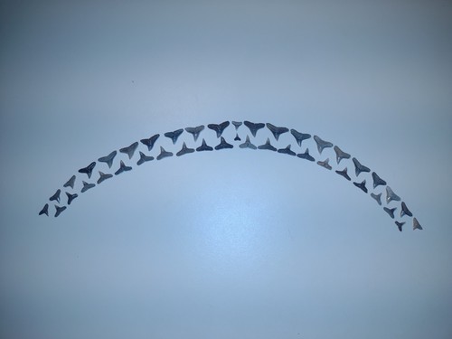 Dente squalo fossile - squalo,