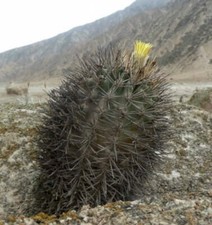 Islaya grandis SEEDS - Islaya