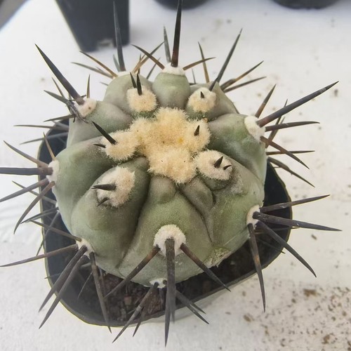 Vendita raro cactus copiapoa - vendita,