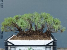 Bonsai di Timo Mediterraneo