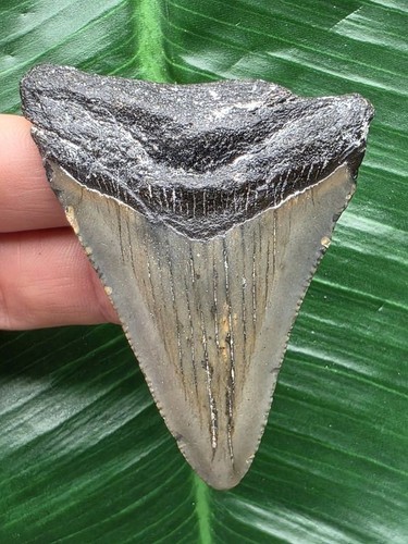 Dente grigio del - , megalodonte