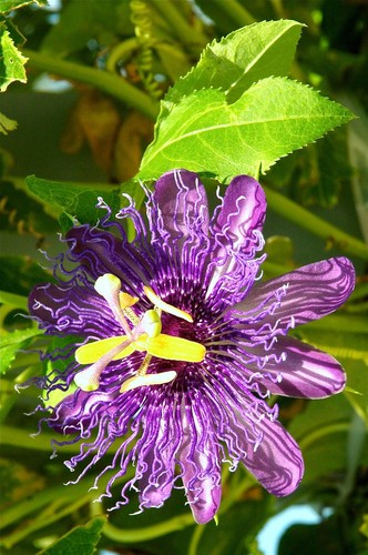 Frutto della passione - frutto,