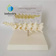 Modello colonna vertebrale