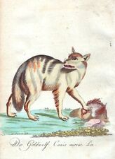 LO SCIACALLO CANIS AUREUS