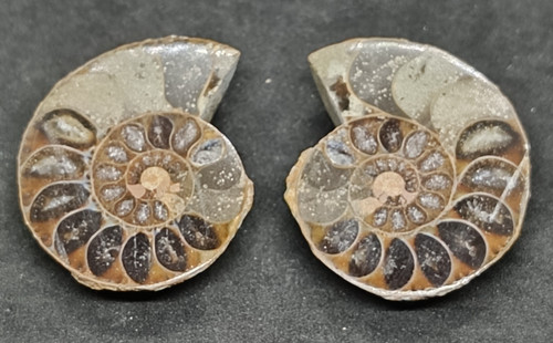 Ammonite fossile tagliata - , a