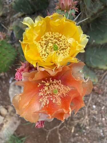 Opuntia engelmanni talea - engelmanni,