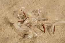 FALSO GELSOMINO / RINCOSPERMO