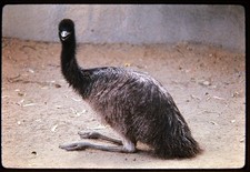 Vintage 35mm Ektachrome Slide