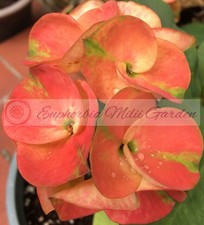Euphorbia Milii Corona di Spine SUNKIST Thai Hybrid Corona de Cristo Lg Blooms