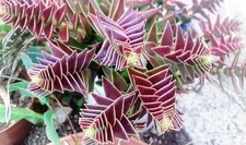 "Lot de 5 Feuilles de Crassula