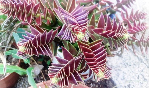 Lot feuilles de crassula - 5,