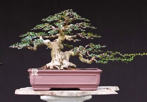 Albero vivo ehretia - albero,