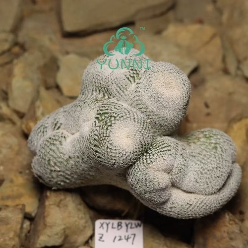 8cm rare cacti - 8.8cm, epithelantha