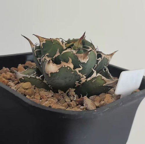 Raro cactus agave titanota - raro,