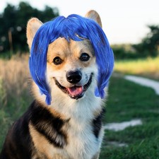  Costumi Per Animali Domestici