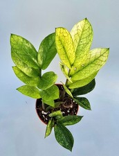 Zamioculcas Zamiifolia Camaleonte Con Più Germogli