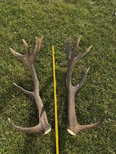 Coppia palchi corna di cervo