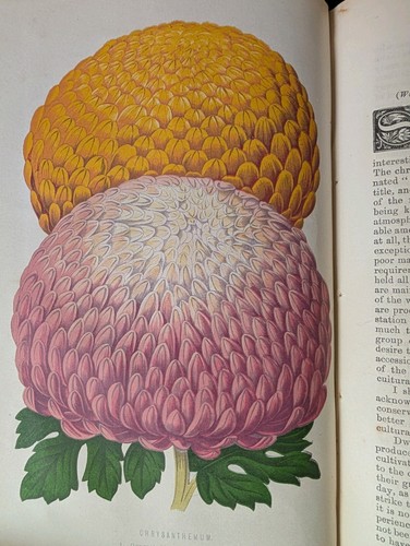 The floral world - the, shirley