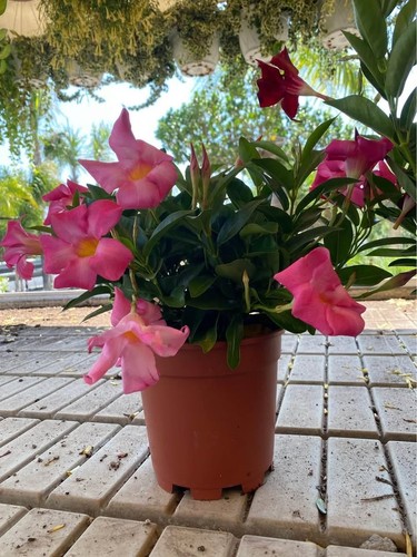 Mandevilla dipladenia vaso - in,
