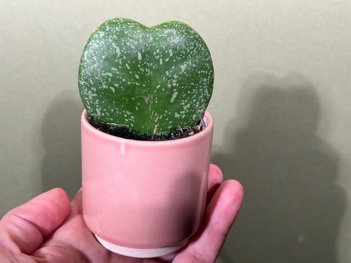 Hoya kerrii splash - hoya, babyplant