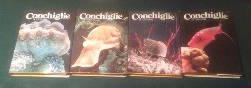 Conchiglie tutti mari - di,