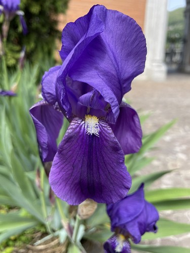 Iris barbata bicolor 5 - iris, n°5