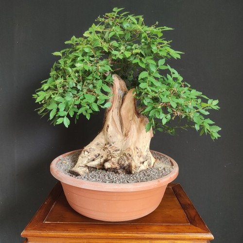 Pre bonsai esemplare - pre,