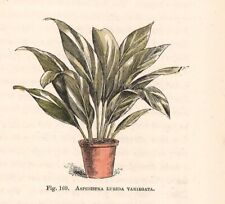 ASPIDISTRA LURIDA Stampa antica del 1896 con FIORI Incisione inglese botanica