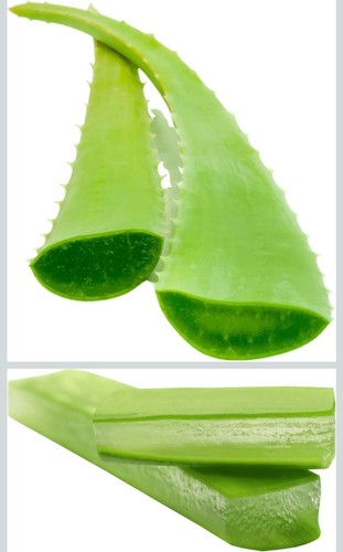 1kg foglie fresche aloe - fresche,