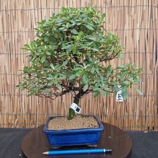 Bonsai di Azalea h 38cm Visita