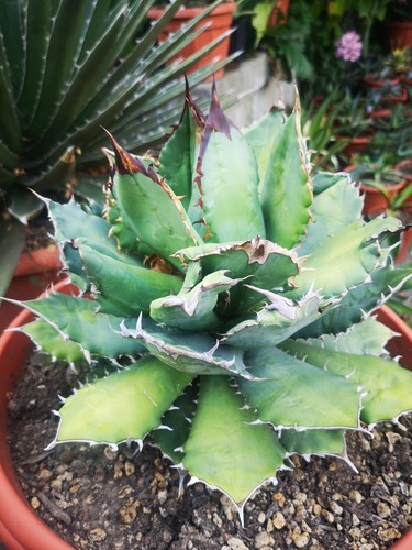 Agave titanota - agave,