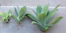 10 Agave Attenuata Hijuelos