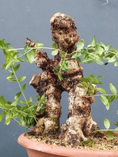 Bonsai Olivastro Foglie