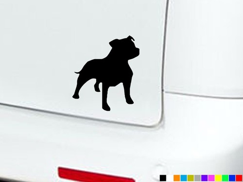 Staffordshire bull terrier - bull,