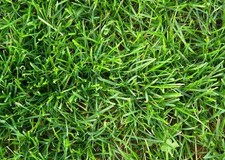 LOIETTO PERENNE KG 25 Sementi Prato Professionale