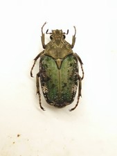 Pseudinca incoides, Scarabeidae, Cetonidae, Togo