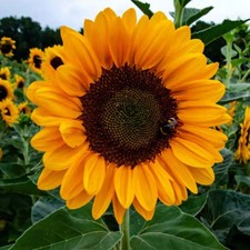 1 PIANTA DI GIRASOLE IN VASO