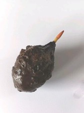 Nymphaea lotus - tubero - LOTO