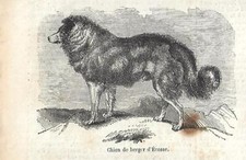 Stampa antica CANE DA PASTORE SCOZZESE COLLIE 1851 Antique print