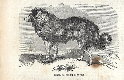 Stampa antica cane pastore - antica,