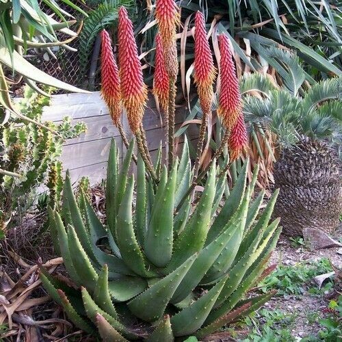 Aloe aculeata ngopanie - aloe,