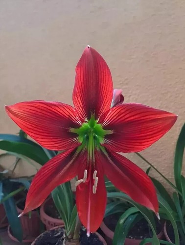 Hippeastrum hybrid apn4 - hybrid,