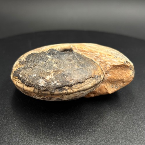 Tropites malayicus ammonite - malayicus,