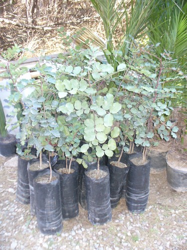 Giovane carrubo ceratonia - giovane, (ceratonia